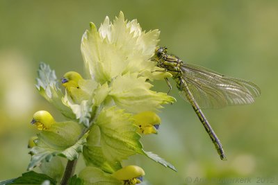 Western Club-tail - Plasrombout - Gomphus pulchellus