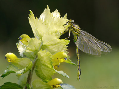 Western Club-tail - Plasrombout - Gomphus pulchellus