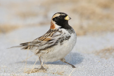 Lapland Bunting - IJsgors - Calcarius lapponicus