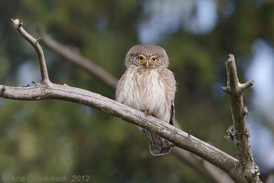 Eurasian Pygmy-Owl - Dwerguil - Glaucidium passerinum