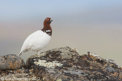 Willow Ptarmigan - Moerassneeuwhoen - Lagopus lagopus