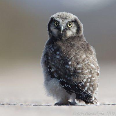 Northern Hawk Owl - Sperweruil - Surnia ulula