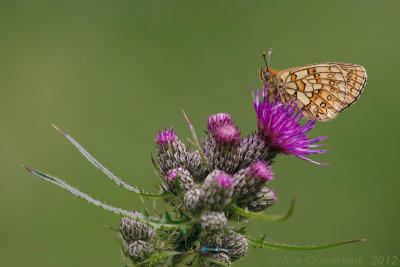 Bog Fritillary - Ringoogparelmoervlinder - Boloria eunomia