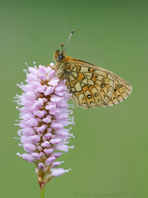 Bog Fritillary - Ringoogparelmoervlinder - Boloria eunomia