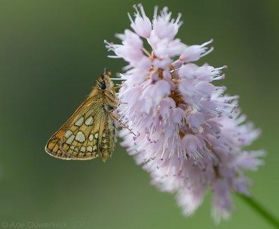 Chequered Skipper - Bont Dikkopje - Carterocephalus palaemon