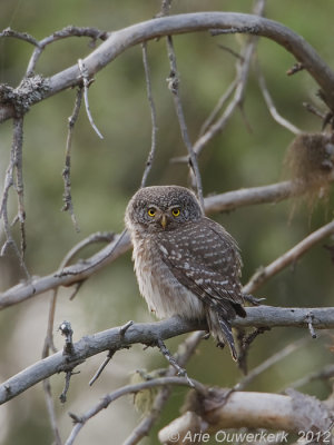 Eurasian Pygmy-Owl - Dwerguil - Glaucidium passerinum