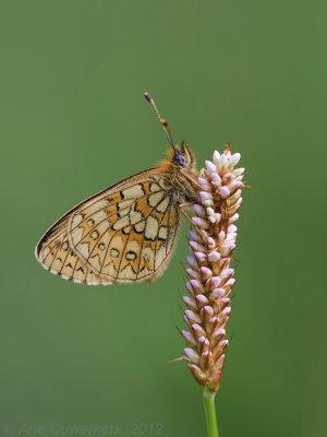 Bog Fritillary - Ringoogparelmoervlinder - Boloria eunomia