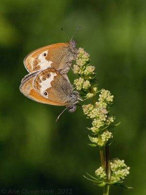 Pearly Heath - Tweekleurig Hooibeestje - Coenonympha arcania