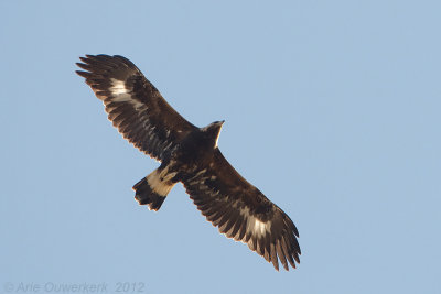 Golden Eagle - Steenarend - Aquila chrysaetos