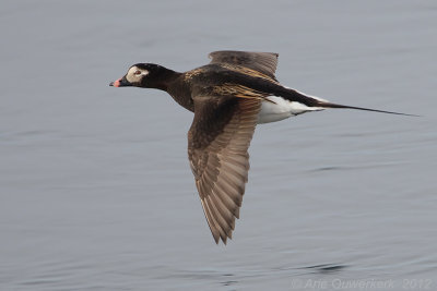 Long-tailed Duck - IJseend - Clangula hyemalis