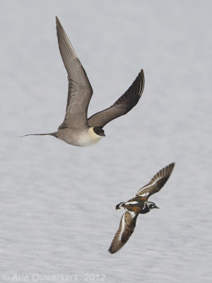 Long-tailed Jaeger (Skua) - Kleinste Jager - Stercorarius longicaudus