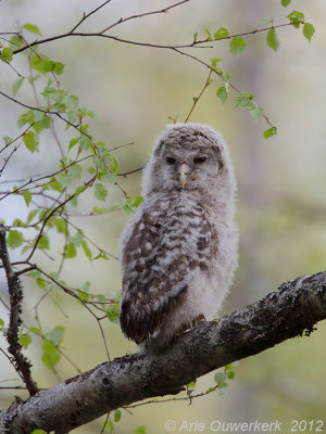 Ural Owl - Oeraluil - Strix uralensis