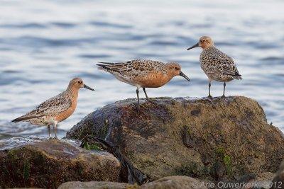 Red Knot - Kanoet - Calidris canutus