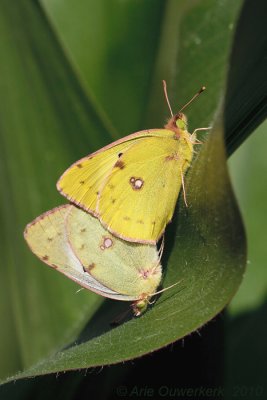 Pale Clouded Yellow - Gele Luzernevlinder - Colias hyale