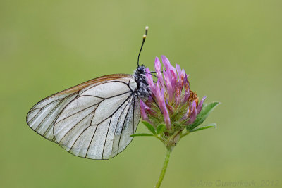 Black-veined White - Groot Geaderd Witje - Aporia crataegi