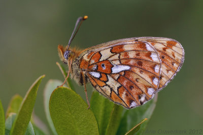 Pearl-bordered Fritillary - Zilvervlek - Boloria euphrosyne