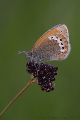 Alpine Heath - Alpenhooibeestje - Coenonympha gardetta