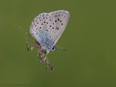 Large Blue - Tijmblauwtje - Phengaris arion