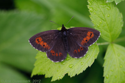 Large Ringlet - Grote Erebia - Erebia euryale