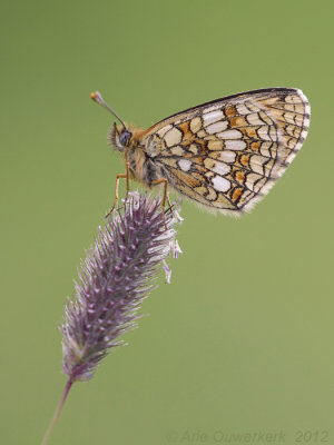 Heath Fritillary - Bosparelmoervlinder - Melitaea athalia