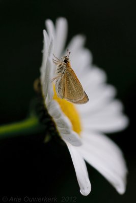 Zwartsprietdikkopje - Essex Skipper - Thymelicus lineola