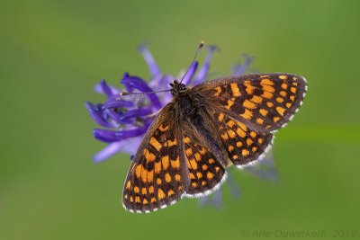 Heath Fritillary - Bosparelmoervlinder - Melitaea athalia