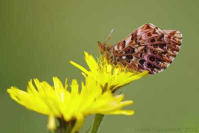 Titania's Fritillary - Titania's Parelmoervlinder - Boloria titania