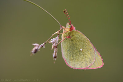 Moorland Clouded Yellow - Veengeeltje - Colias palaeno