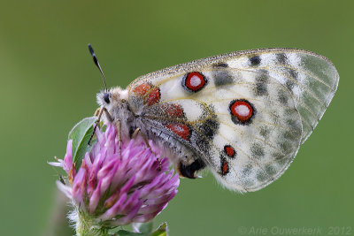 Apollo - Apollovlinder - Parnassius apollo