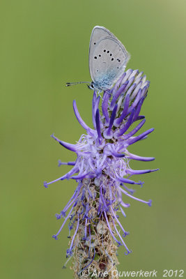 Mazarine Blue - Klaverblauwtje - Polyommatus semiargus