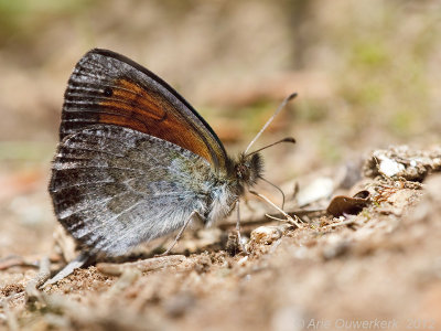 Zwitserse Glanserebia - Swiss Brassy Ringlet - Erebia tyndarus