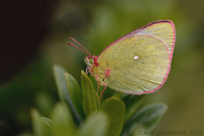 Moorland Clouded Yellow - Veengeeltje - Colias palaeno