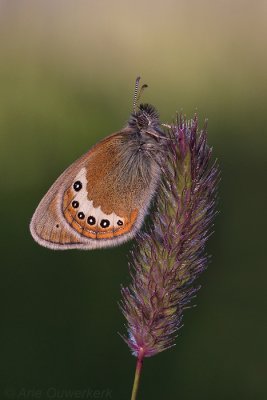 Alpine Heath - Alpenhooibeestje - Coenonympha gardetta