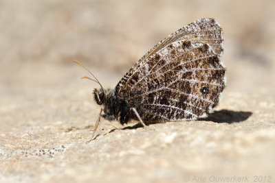  Gletsjervlinder - Alpine Grayling - Oeneis glacialis