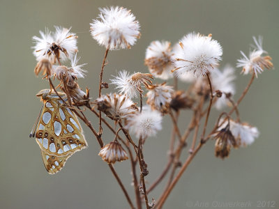 Queen of Spain Fritillary - Kleine Parelmoervlinder - Issoria lathonia 