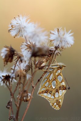 Queen of Spain Fritillary - Kleine Parelmoervlinder - Issoria lathonia