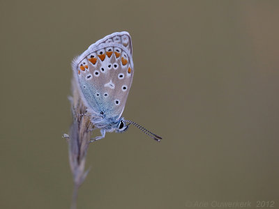 Common Blue - Icarusblauwtje - Polyommatus icarus