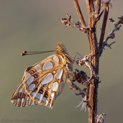 Queen of Spain Fritillary - Kleine Parelmoervlinder - Issoria lathonia