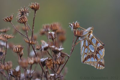 Queen of Spain Fritillary - Kleine Parelmoervlinder - Issoria lathonia