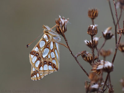 Queen of Spain Fritillary - Kleine Parelmoervlinder - Issoria lathonia