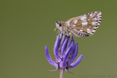 Voorjaarsspikkeldikkopje - Olive Skipper -  Pyrgus serratulae