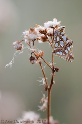 Queen of Spain Fritillary - Kleine Parelmoervlinder - Issoria lathonia