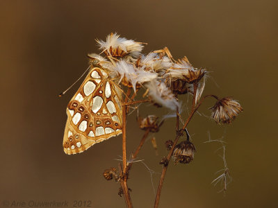 Queen of Spain Fritillary - Kleine Parelmoervlinder - Issoria lathonia