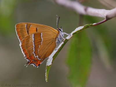 Sleedoornpage - Brown Hairstreak - Thecla betulae