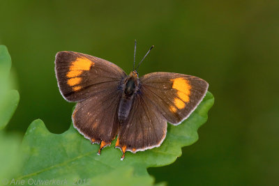 Sleedoornpage - Brown Hairstreak - Thecla betulae