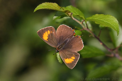 Sleedoornpage - Brown Hairstreak - Thecla betulae