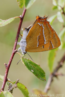 Sleedoornpage - Brown Hairstreak - Thecla betulae