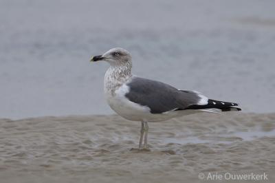 Lesser Black-backed Gull - Kleine Mantelmeeuw - Larus fuscus