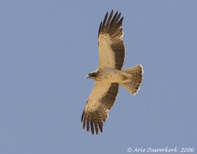 Booted Eagle  -  Dwergarend  - Aquila pennata