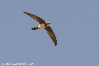 Alpine Swift  -  Alpengierzwaluw  -  Apus melba